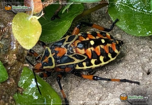 Thumbnail image #2 of the Mesquite-Bug