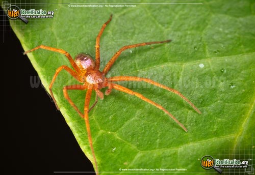 Thumbnail image #2 of the Metallic-Crab-Spider