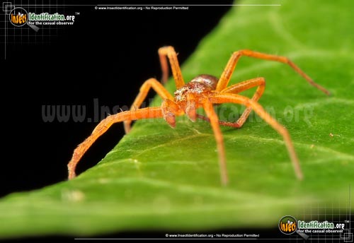 Thumbnail image #4 of the Metallic-Crab-Spider