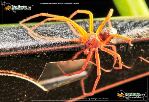 Thumbnail image #5 of the Metallic-Crab-Spider