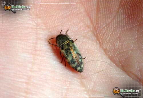 Thumbnail image of the Metallic-Wood-Boring-Beetle-Acmaeophora-variegata