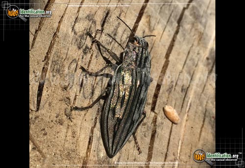 Thumbnail image of the Metallic-Wood-Boring-Beetle-Chalcophora-fortis