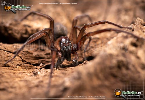 Thumbnail image of the Metaltella-Simoni-Spider