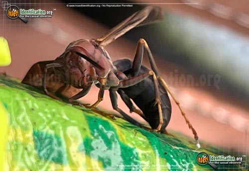 Thumbnail image #2 of the Metric-Paper-Wasp