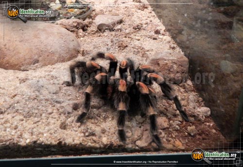 Thumbnail image #2 of the Mexican-Orange-kneed-Tarantula