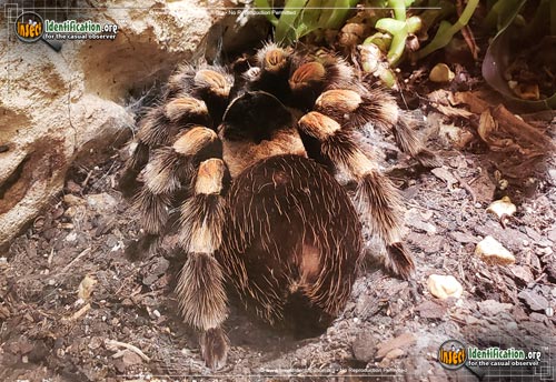 Thumbnail image #3 of the Mexican-Orange-kneed-Tarantula