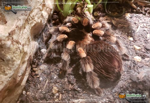 Thumbnail image of the Mexican-Orange-kneed-Tarantula