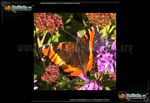 Thumbnail image #5 of the Milberts-Tortoiseshell-Butterfly