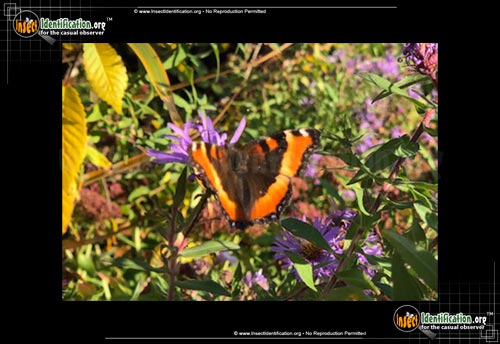 Thumbnail image #4 of the Milberts-Tortoiseshell-Butterfly
