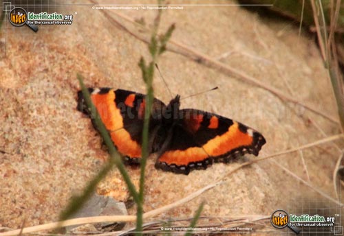 Thumbnail image of the Milberts-Tortoiseshell-Butterfly