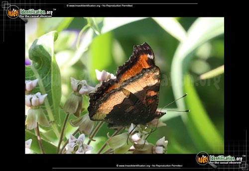 Thumbnail image #2 of the Milberts-Tortoiseshell-Butterfly