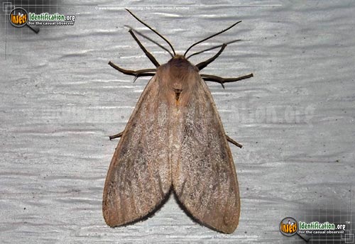 Thumbnail image of the Milkweed-Tussock-Moth