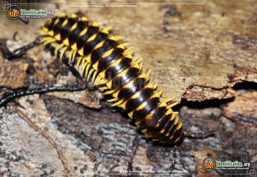 Thumbnail image of the Millipede-Rudiloria-mohicana