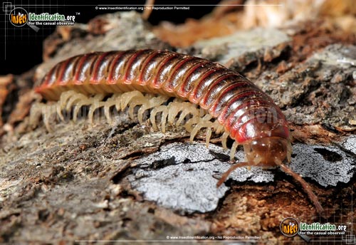 Thumbnail image of the Millipede