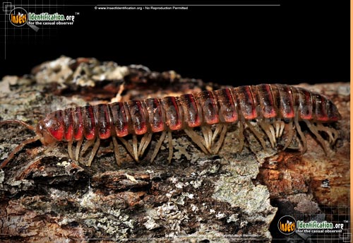 Thumbnail image #3 of the Millipede