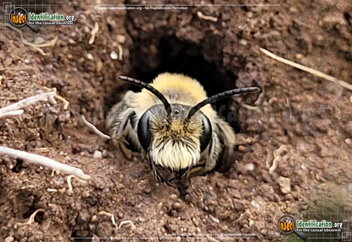Thumbnail image #6 of the Miner-Bee