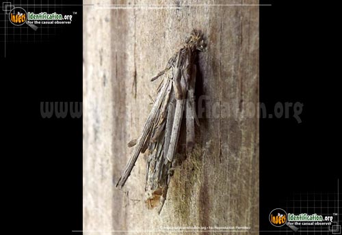 Thumbnail image #4 of the Mini-Bagworm-Moth