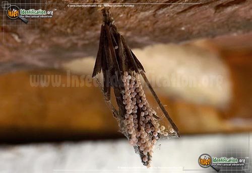 Thumbnail image #5 of the Mini-Bagworm-Moth