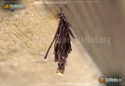 Thumbnail image #6 of the Mini-Bagworm-Moth