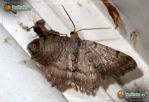 Thumbnail image of the Minor-Angle-Moth