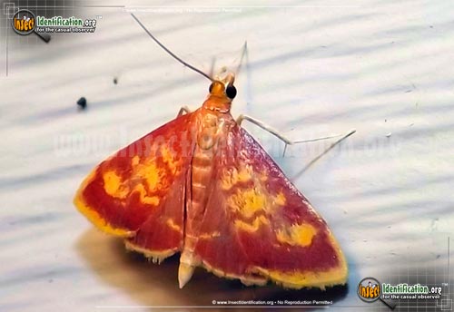 Thumbnail image of the Mint-Loving-Pyrausta-Moth