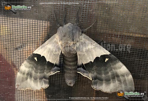 Thumbnail image #9 of the Modest-Sphinx-Moth