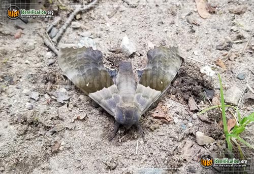 Thumbnail image #10 of the Modest-Sphinx-Moth