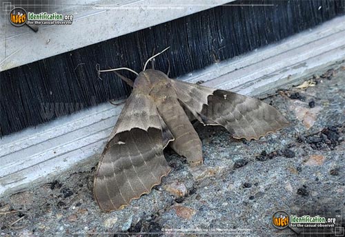 Thumbnail image #2 of the Modest-Sphinx-Moth