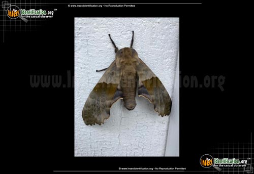 Thumbnail image #7 of the Modest-Sphinx-Moth