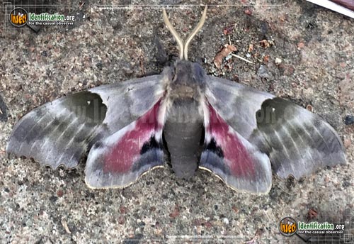 Thumbnail image #8 of the Modest-Sphinx-Moth