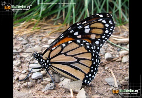 Thumbnail image #12 of the Monarch-Butterfly