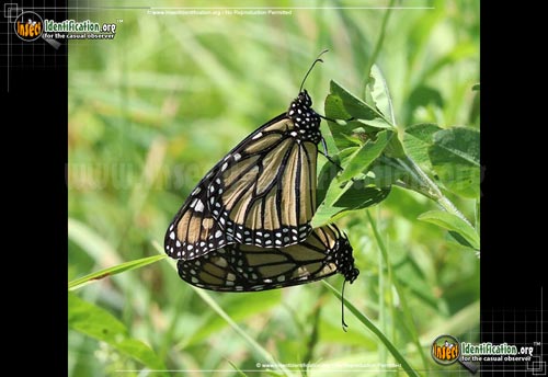 Thumbnail image #10 of the Monarch-Butterfly