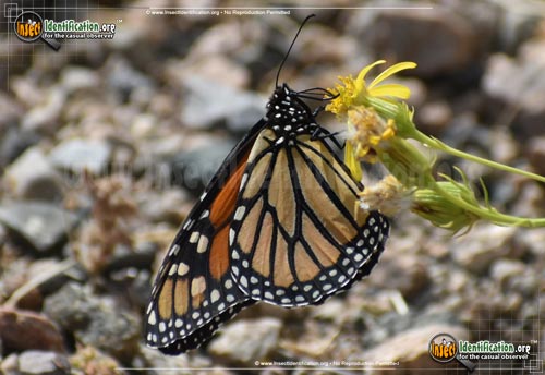 Thumbnail image #5 of the Monarch-Butterfly