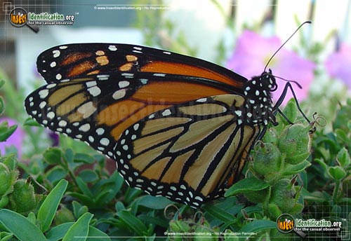 Thumbnail image #8 of the Monarch-Butterfly