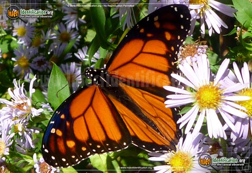 Thumbnail image #4 of the Monarch-Butterfly