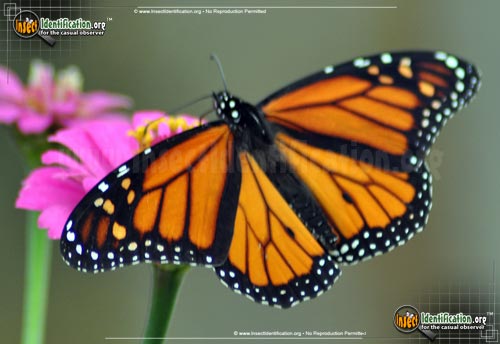 Detailed color picture of an adult Monarch Butterfly