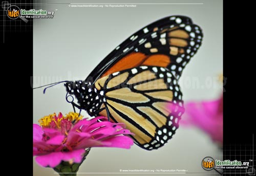 Thumbnail image #6 of the Monarch-Butterfly
