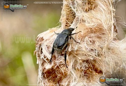 Thumbnail image of the Monkey-Beetle-Hoplia