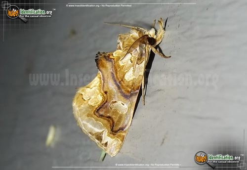 Thumbnail image of the Moonseed-Moth