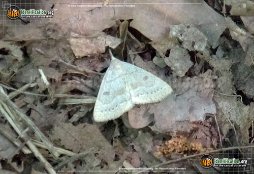 Thumbnail image of the Morbid-Owlet-Moth
