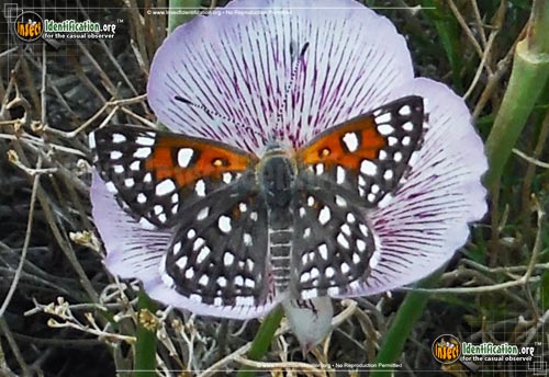 Thumbnail image of the Mormon-Metalmark-Butterfly