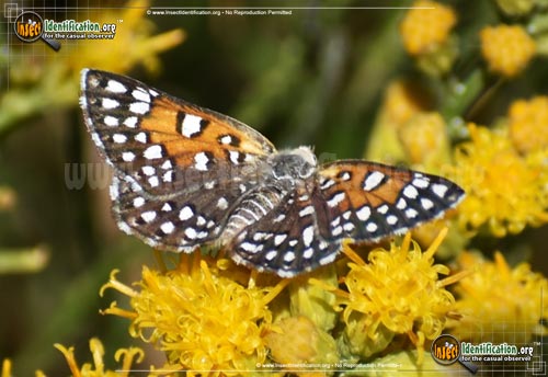 Thumbnail image #8 of the Mormon-Metalmark-Butterfly