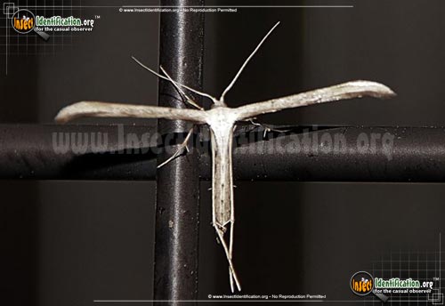 Thumbnail image of the Morning-Glory-Plume-Moth