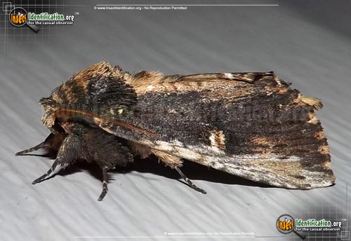 Thumbnail image of the Morning-Glory-Prominent-Moth