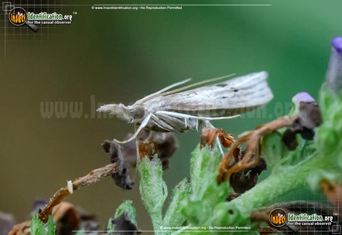 Thumbnail image #3 of the Mottled-Grass-Veneer-Moth