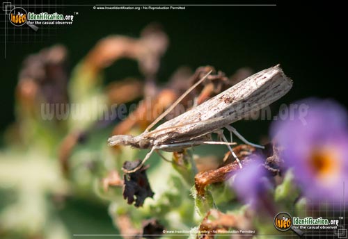 Thumbnail image #2 of the Mottled-Grass-Veneer-Moth