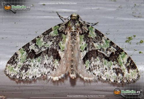 Thumbnail image of the Mottled-Gray-Carpet-Moth