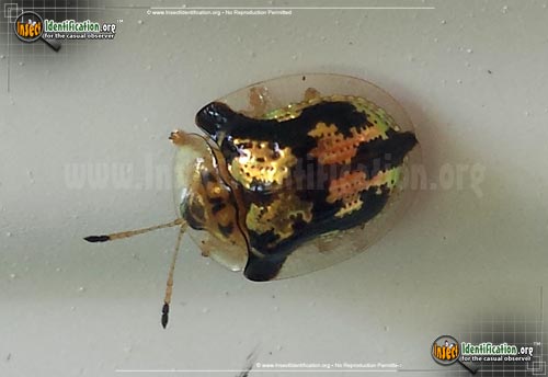 Thumbnail image of the Mottled-Tortoise-Beetle