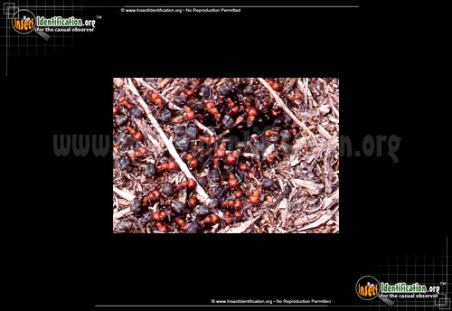 Thumbnail image of the Mound-Ant
