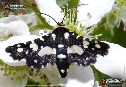 Thumbnail image of the Mournful-Thyris-Moth